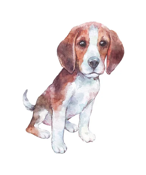 Beagle szczeniak akwarela sztuka — Zdjęcie stockowe