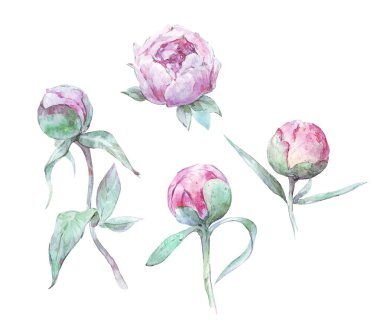 Şakayık bitkileri, izole edilmiş suluboya sanatı.