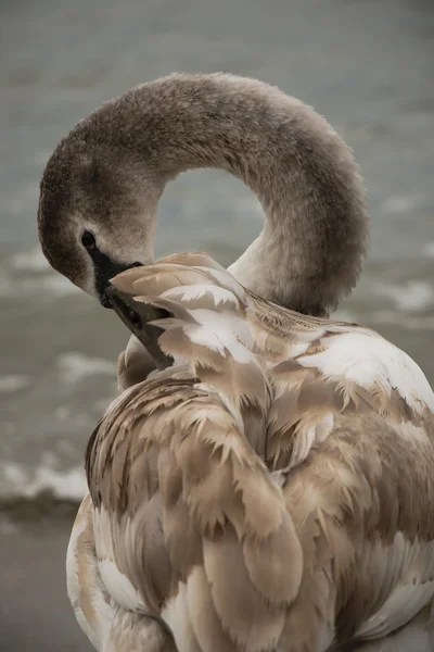 Krásná labuť na pláži — Stock fotografie