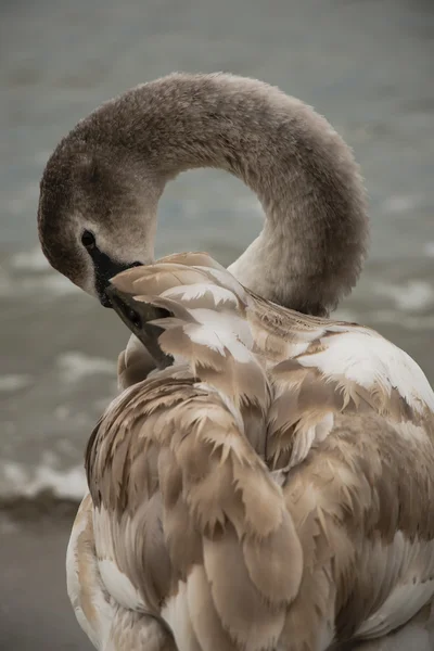 Mooie zwaan op het strand — Stockfoto