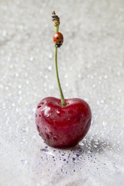 uğur böceği ile portre taze kiraz