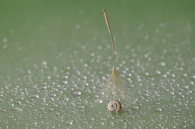 Soyut makro fotoğraf su ile bırakır. Karahindiba tohum. Sanatsal arka plan