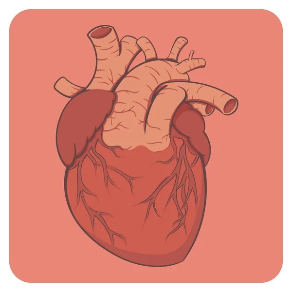 Ilustración vectorial en capas de estilo de dibujos animados - corazón humano naturalista de colores brillantes . — Vector de stock