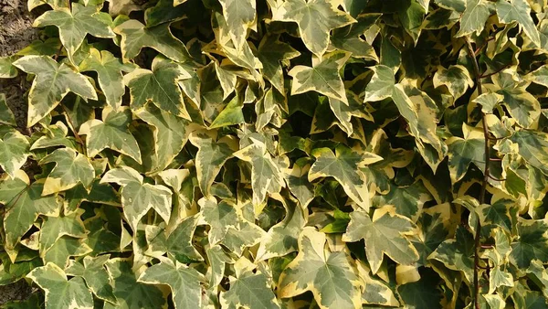 Ivy Evergreen Climbing Plant — Stock Photo, Image