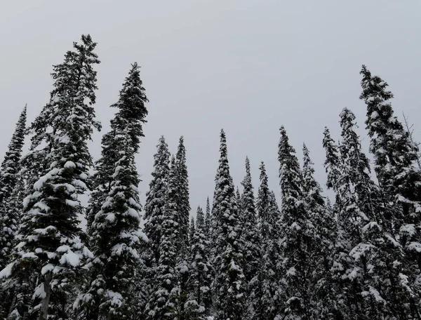 Sneeuw bedekt dennenbos op een mistige dag Rechtenvrije Stockafbeeldingen