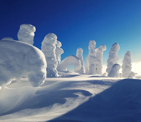 雪覆盖树木免受明亮，蓝色的天空 — 图库照片