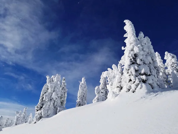 Bosque canadiense cubierto de nieve — Foto de Stock