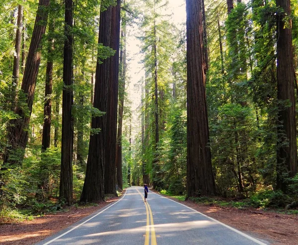 Rijden door het weelderige groen Redwood bos Rechtenvrije Stockafbeeldingen