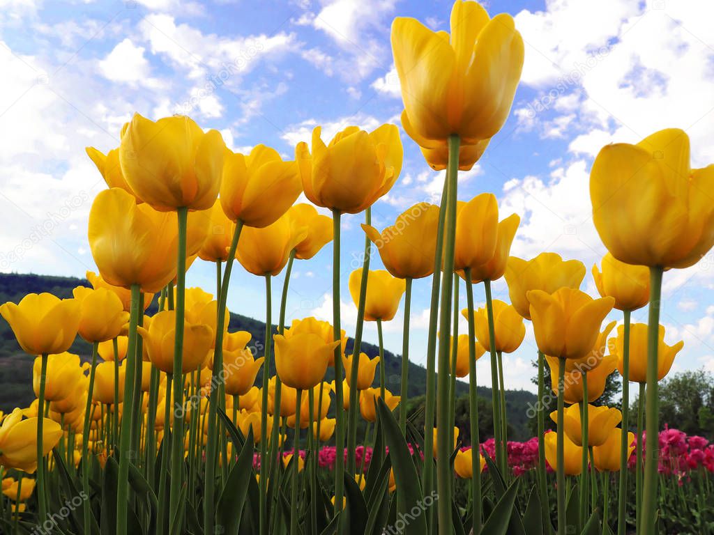Field of Bright Yellow and Pink Tulips
