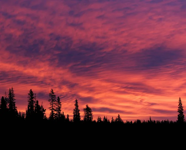 Levendige zonsopgang met Forest silhouetten Stockafbeelding