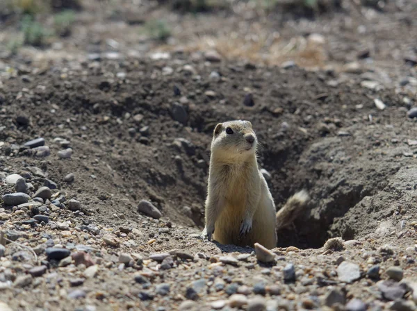 Prairie Dog saindo da toca subterrânea pela manhã — Fotografia de Stock