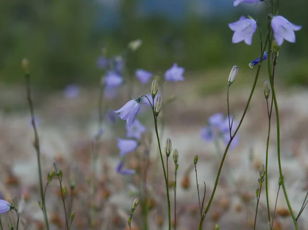 Close Up van paarse blauwe Bell bloemen in het Nationaal Park Jasper Rechtenvrije Stockfoto's