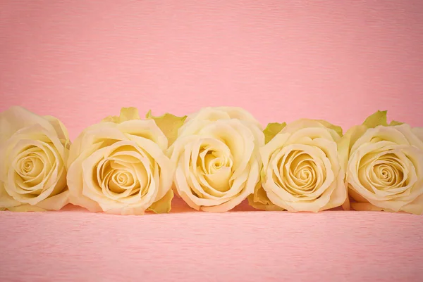 Белые Цветы Розы Расположены Ряд Розовом Фоне — стоковое фото