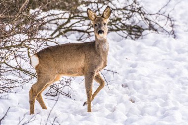 Karlı kış aylarında Doe