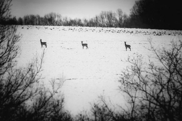 Doe Durante Invierno Nevado —  Fotos de Stock