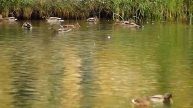 Nehirdeki ördekler