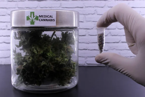 Лекарственные бутоны марихуаны и семена конопли — стоковое фото