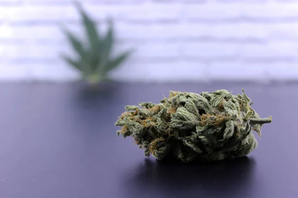 Folha de cannabis sem foco e broto de maconha — Fotografia de Stock