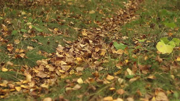 Promenades à vélo sur le sentier forestier étroit dans les feuilles d'automne. Les feuilles se dispersent dans différentes directions . — Video