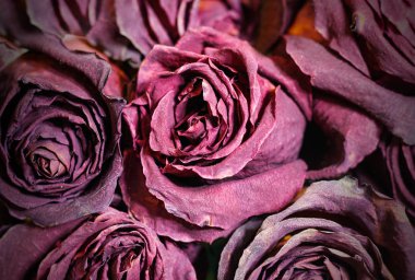 Kuru ölü çiçekler kırmızı gül. Solmuş güller.