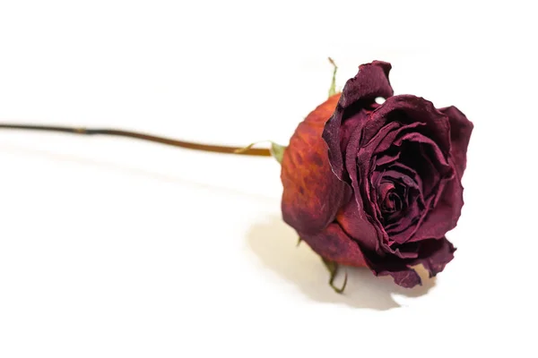 One flower dried dead flowers red rose. Wilted roses. Isolated o — Stock Photo, Image