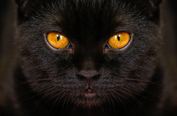 Primer plano Gato negro serio con ojos amarillos en la oscuridad. Cara negra — Foto de Stock