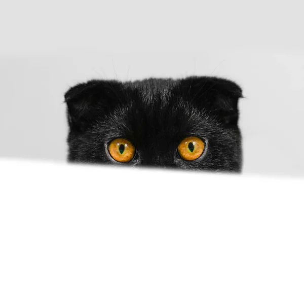 Черная шотландская кошка с желтыми глазами, выглядывающими из-за спины — стоковое фото