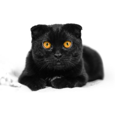 Yakın çekim ciddi kara kedi karanlıkta sarı gözlü. Yüz siyah 
