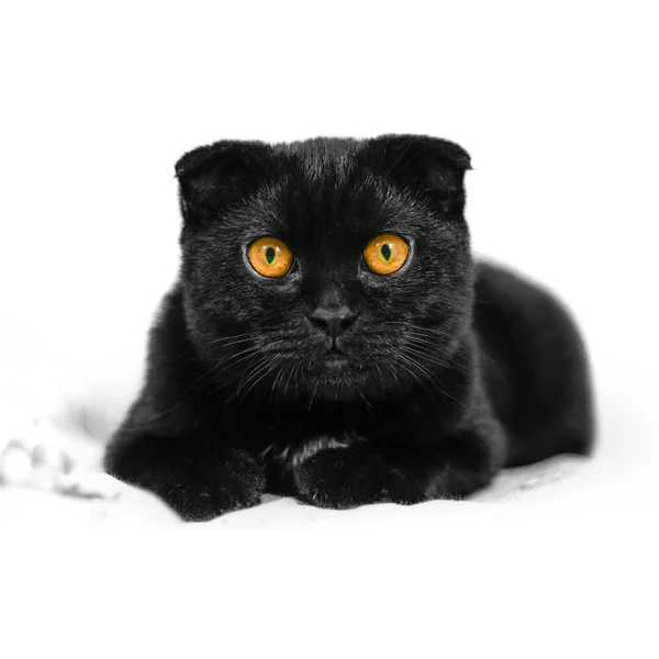 Yakın çekim ciddi kara kedi karanlıkta sarı gözlü. Yüz siyah — Stok fotoğraf