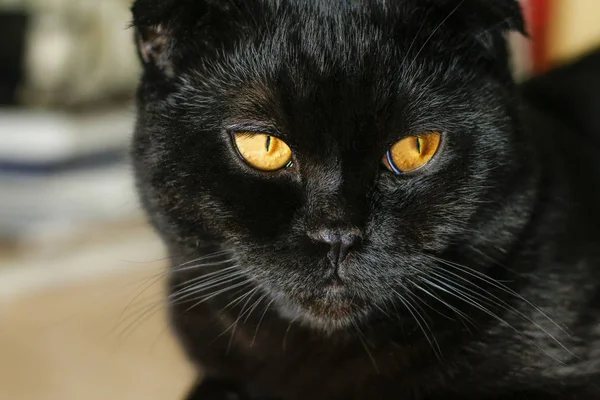 Hermoso negro escocés plegable gato mirando a un lado. Pensamiento — Foto de Stock