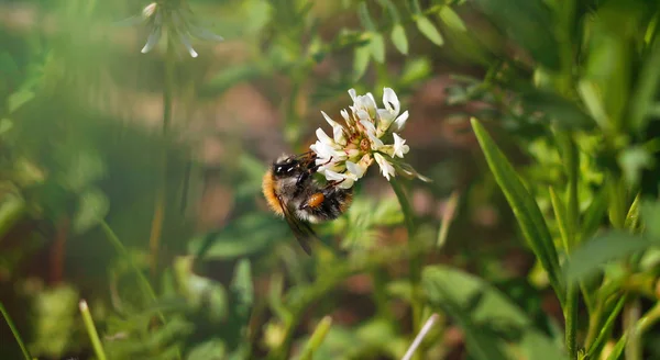 Bumblebee sitting on a flower. Closeup — Stock Photo, Image