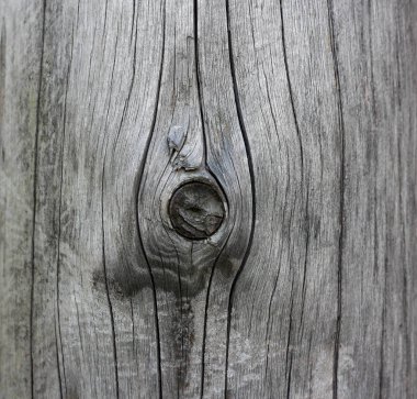 The texture of the wood. Wooden mote. Closeup clipart