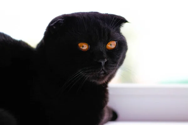 Hermoso negro escocés plegable gato mirando a un lado. Pensamiento —  Fotos de Stock