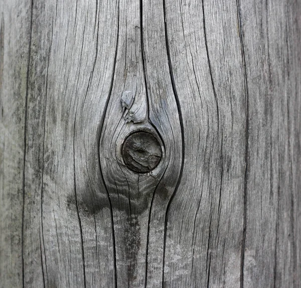 La textura de la madera. Mota de madera. Primer plano. — Foto de Stock
