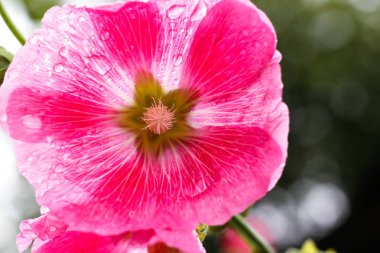 Pembe çiçek. Bir çiçek üzerinde çiy. Damla yağmur sonra. Portre