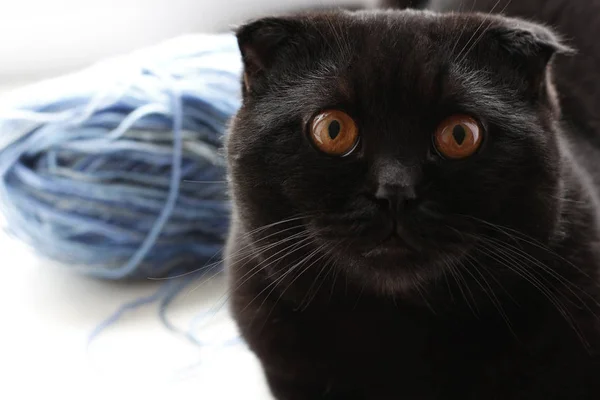 Gyönyörű fekete kiscicák macska szeretnének az oldalon. Gondoltam — Stock Fotó