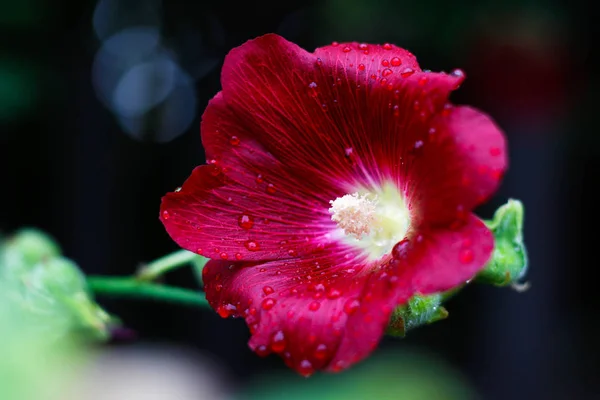 La flor roja. Rocía una flor. Gotas después de la lluvia. Primer plano. — Foto de Stock