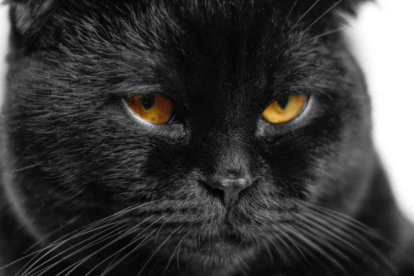 Primer plano Gato negro serio con ojos amarillos en la oscuridad. Cara negra — Foto de Stock