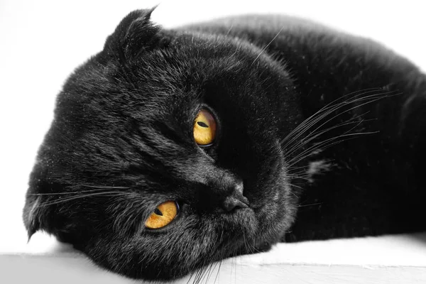 Közelkép, sárga szemmel, sötétben súlyos fekete macska alszik. Fa — Stock Fotó