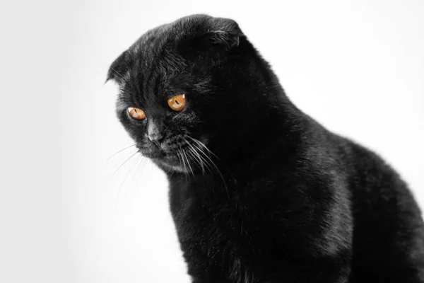 Primer plano Gato negro serio con ojos amarillos en la oscuridad. Cara negra —  Fotos de Stock