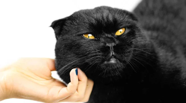 Tangan wanita membelai kucing hitam serius dengan mata kuning di kegelapan . — Stok Foto