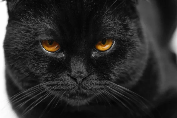 Primer plano Gato negro serio con ojos amarillos en la oscuridad. Cara negra — Foto de Stock