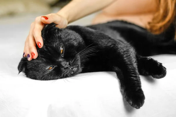 Női kéz simogatta súlyos fekete macska, sárga szemmel, sötétben. — Stock Fotó