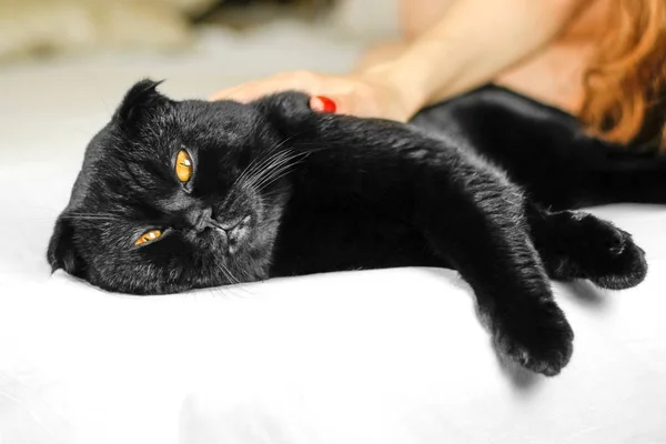 Női kéz simogatta súlyos fekete macska, sárga szemmel, sötétben. — Stock Fotó