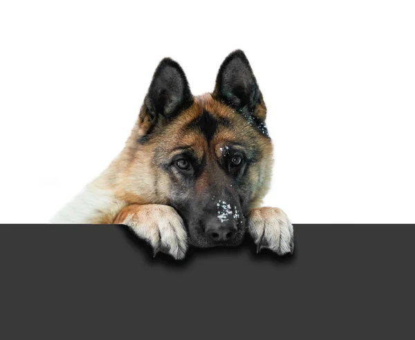 Stock image German shepherd dog peeking out through the grey fence. Muzzle G