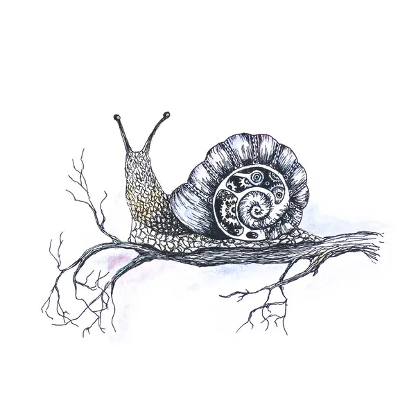 Caracol colorido brilhante em um galho de árvore. Desenhado à mão. Uma aquarela — Fotografia de Stock