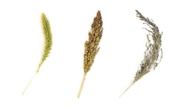 Kuru çiviler. Kurumuş çiçekler. Kapatın. Beyaz bir arkaplanda izole edilmiş.