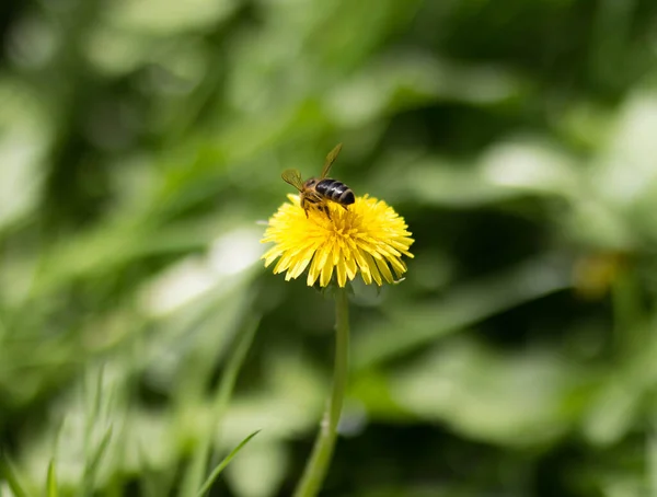 Bee Sitting Yellow Dandelion Close — Stock Photo, Image