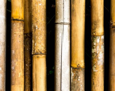 Bambu hissesini arka plan koyu gölgeler ile