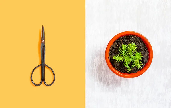 Imagem de conceito de jardinagem de cor dividida com pequena planta em vaso e tesoura / snips — Fotografia de Stock